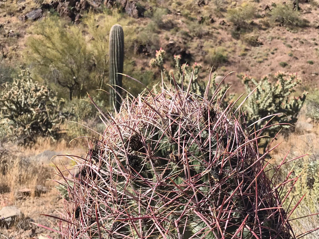 Lost Dog Wash Trail-斯科茨代尔必去景点
