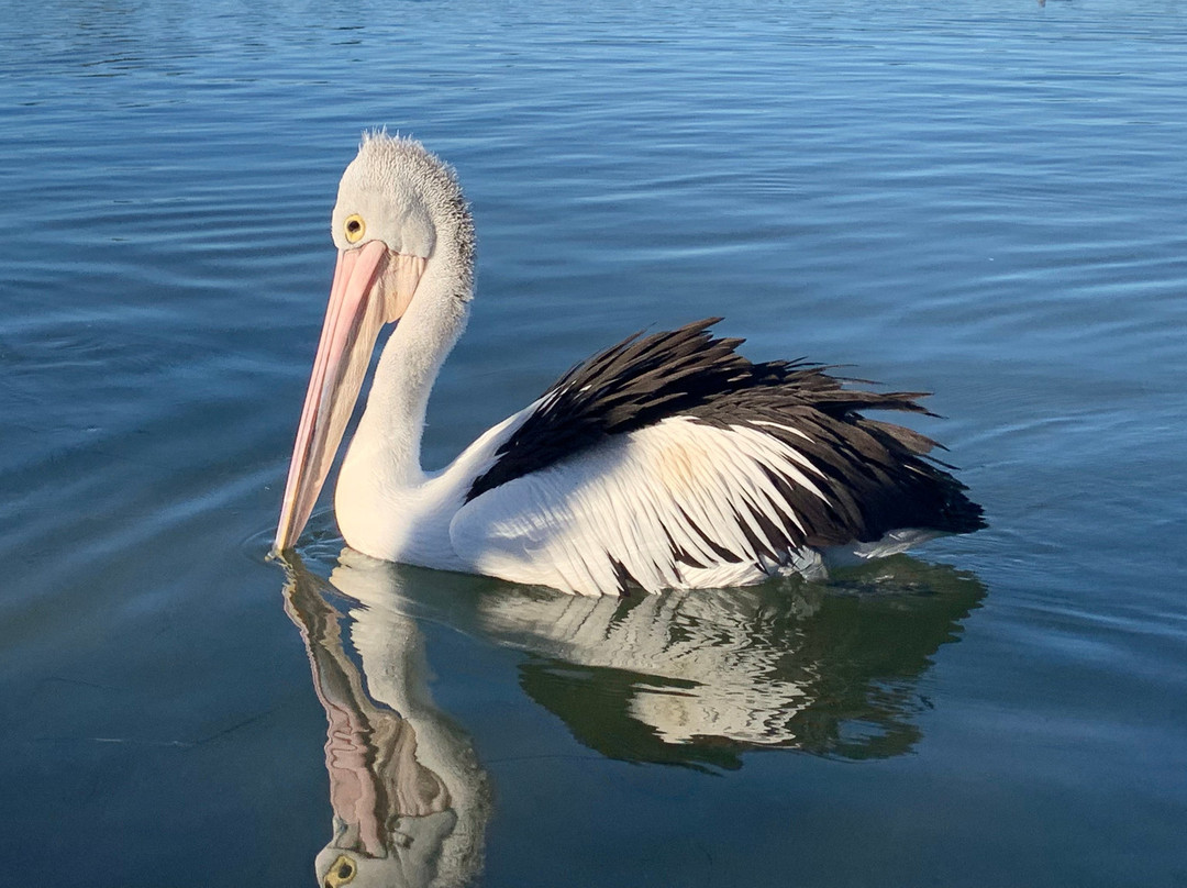 The Entrance Pelican Feed-恩瑞斯必去景点