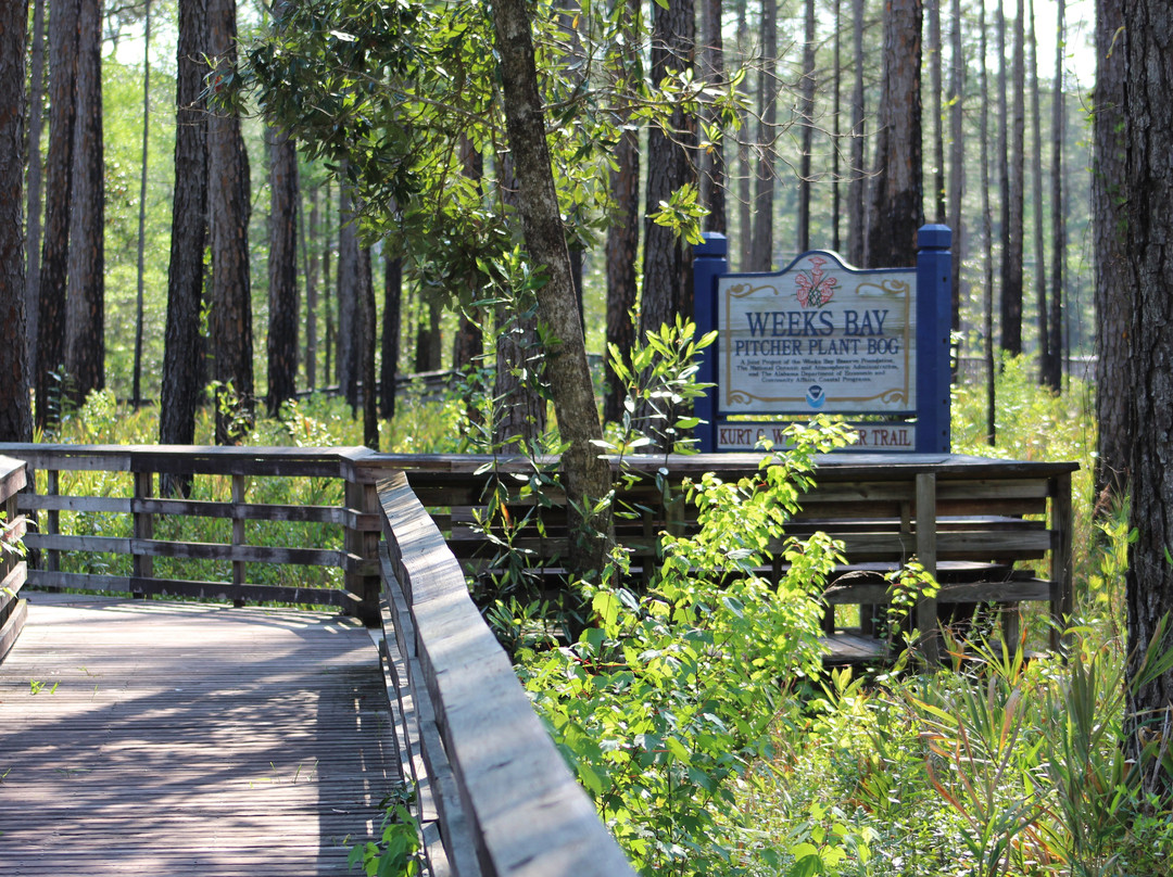 Weeks Bay Reserve-费尔霍普必去景点