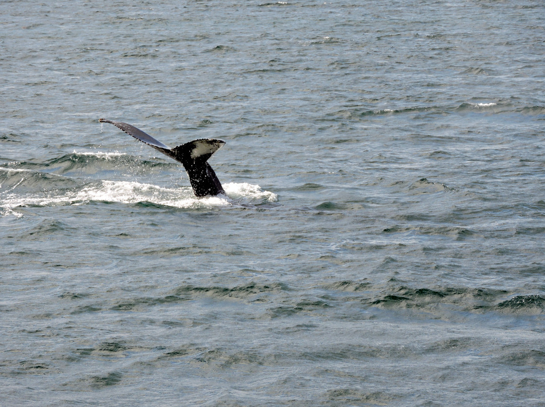 Arctic Sea Tours Whale Watching景点图片