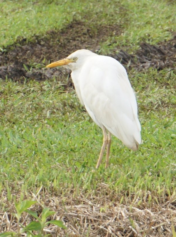 Hanalei National Wildlife Refuge-哈纳雷伊必去景点