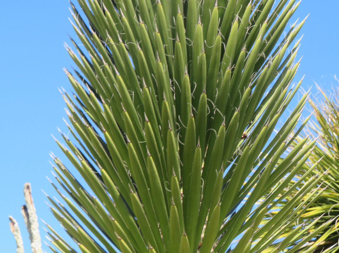 UCSC Arboretum-圣克鲁斯必去景点