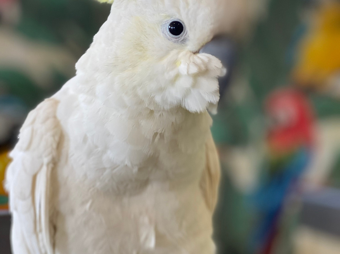 Parrot Mountain & Gardens-皮金福奇必去景点