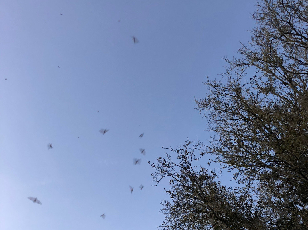 University of Florida Bat House-盖恩斯维尔必去景点