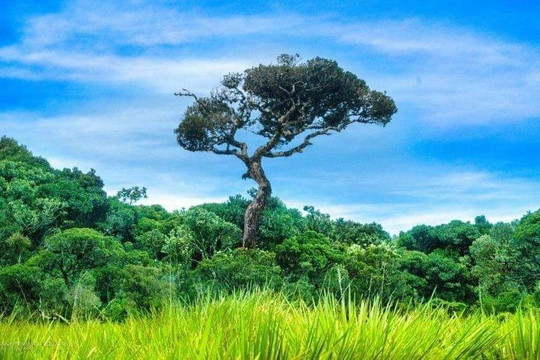 Aaronify Odyssey-奴娃拉伊利雅必去景点