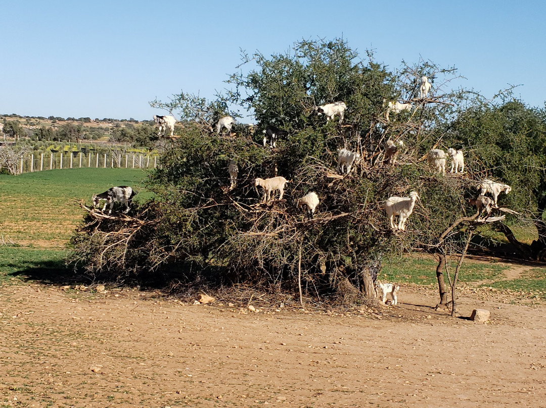 Essaouira Beach-索维拉必去景点