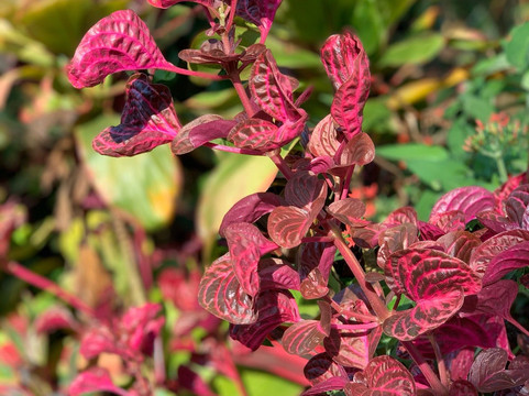 Comfort Homestay - Victory Home主图