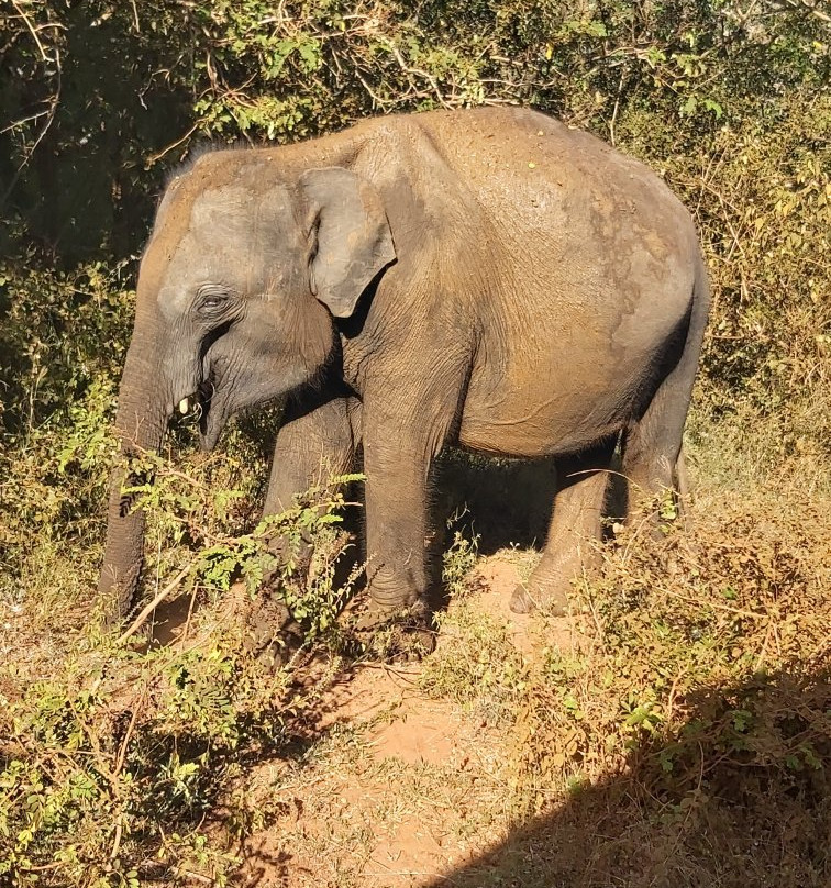 Yala Safari Holidays - Private Game Drives-雅拉国家公园必去景点