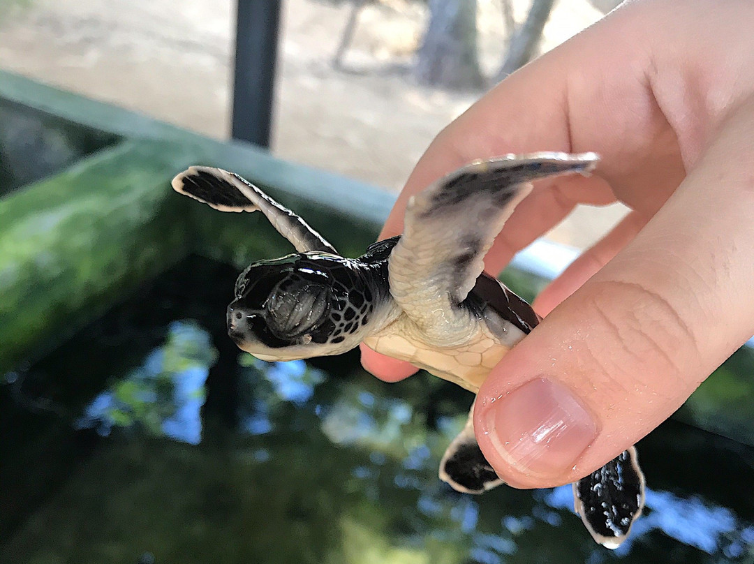 Sea Turtle Hatchery景点图片