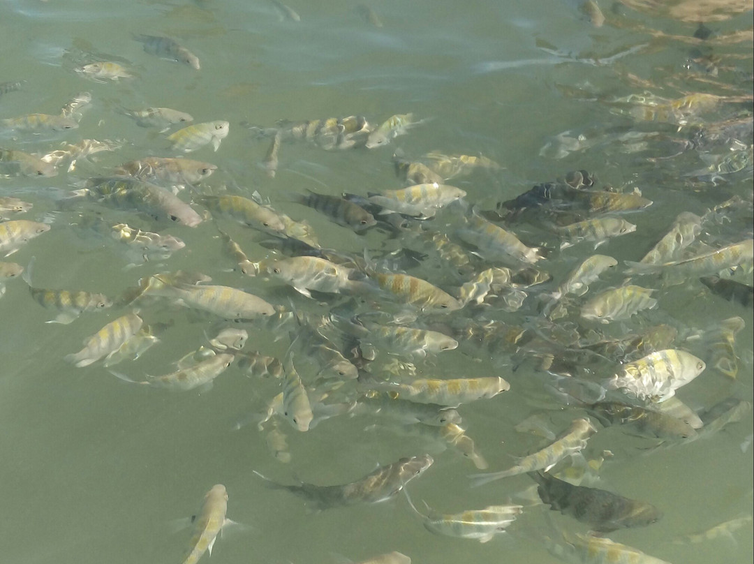 Parque Marinho Recife de Fora-Porto Seguro必去景点