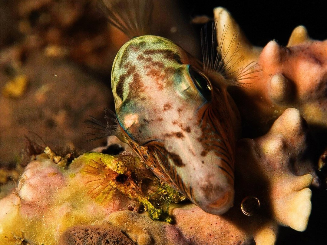 Global Dr Tours-巴瓦罗必去景点