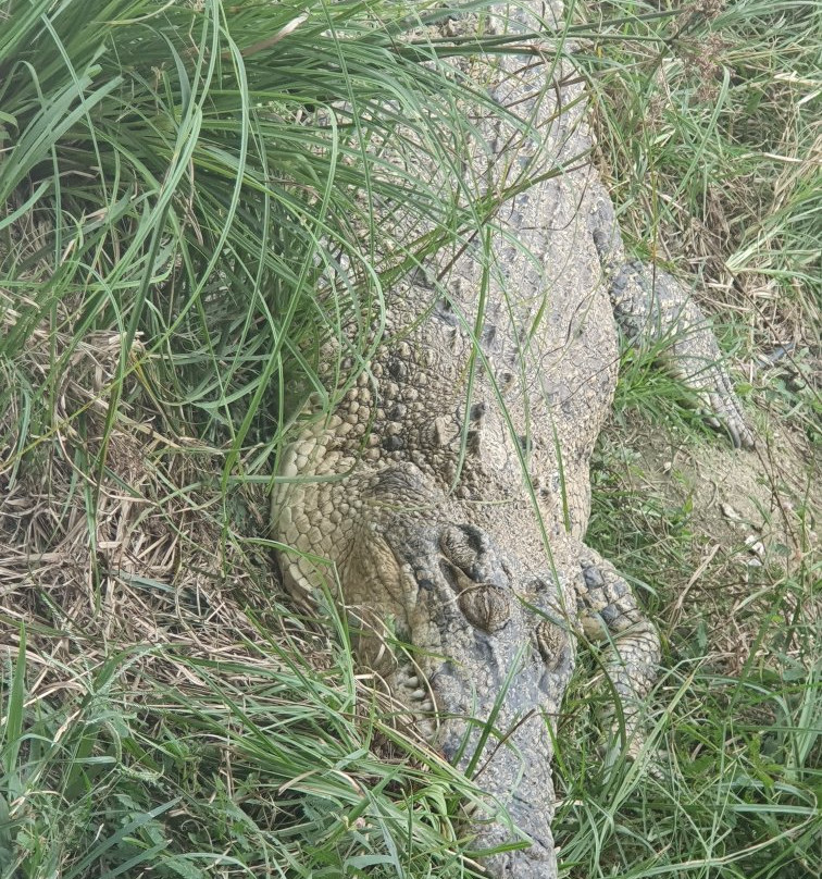 Teluk Sengat Crocodile Farm-哥打丁宜必去景点