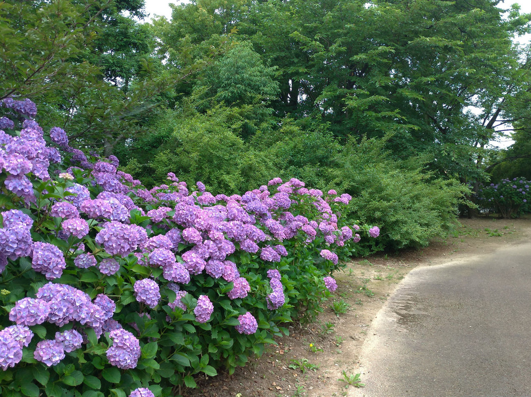 Botanic Gardens of Toyama-富山市必去景点