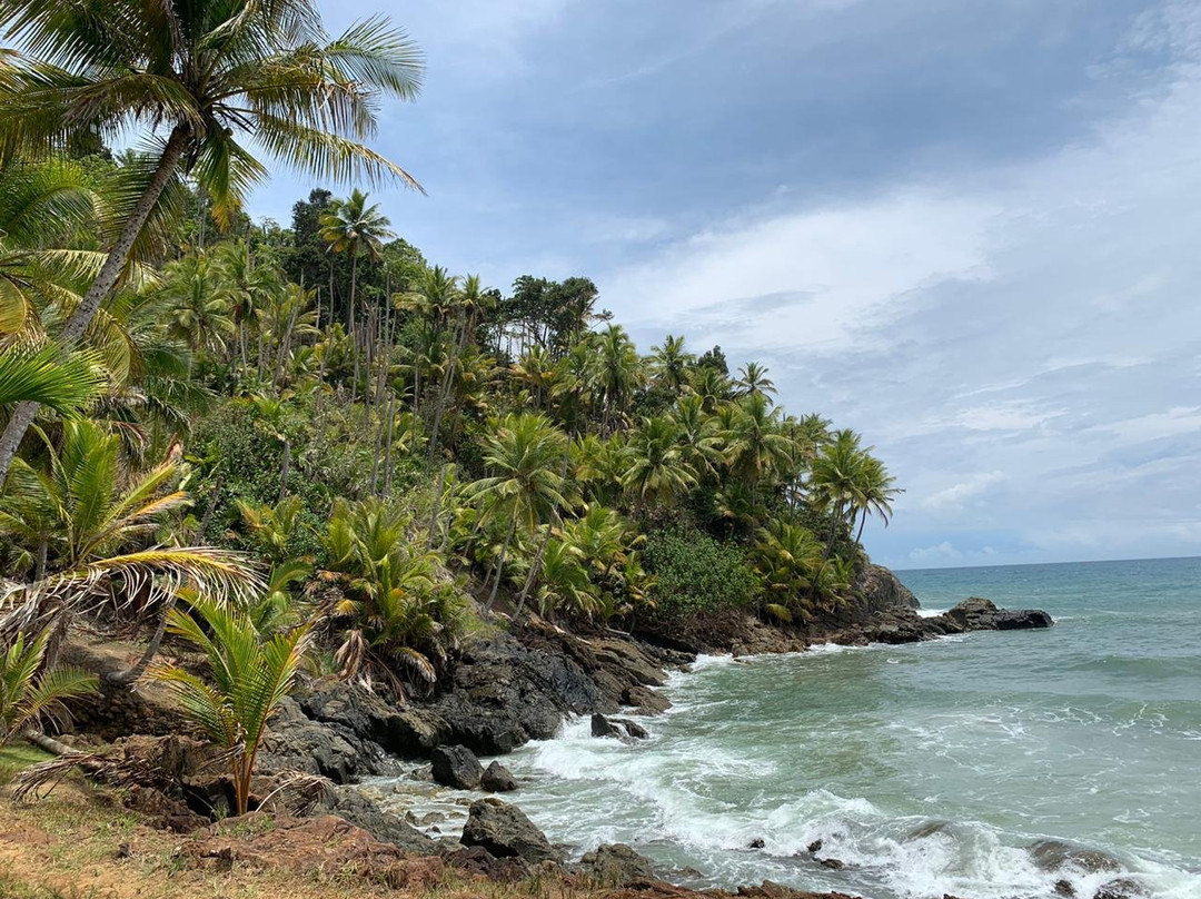 Bicho-preguiça Ecoturismo-Itacare必去景点