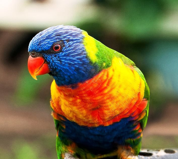 Rainbow Parrot Nature Park-维拉港必去景点