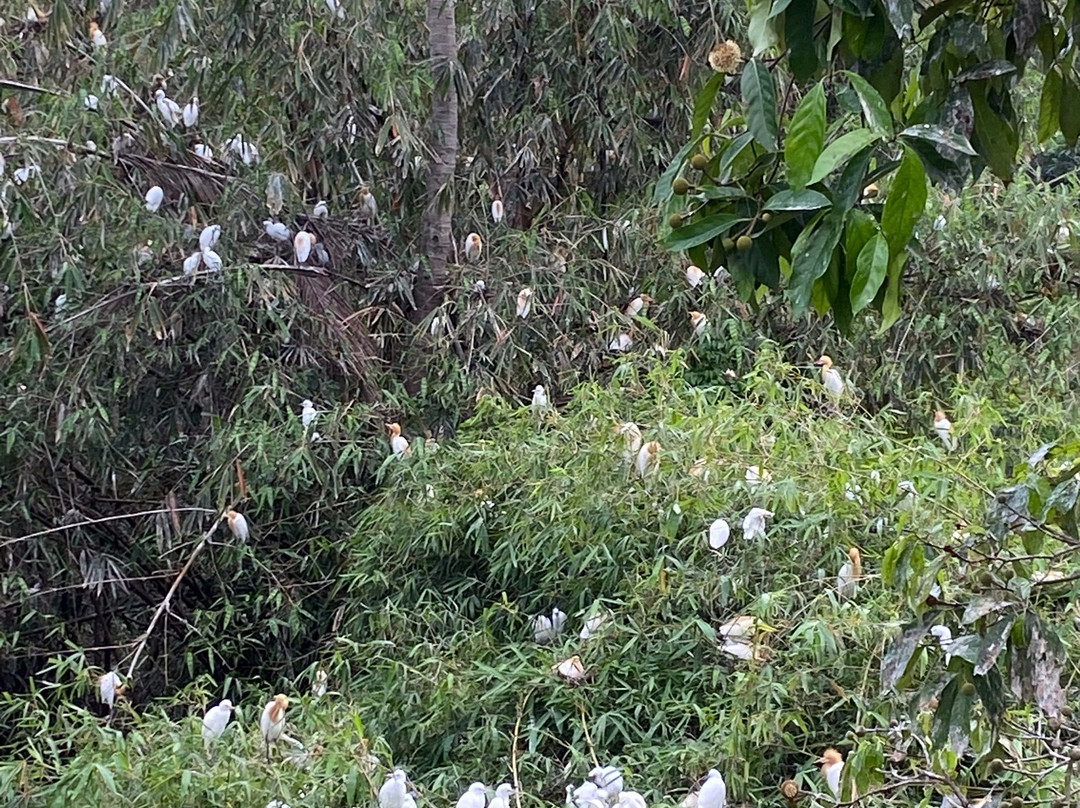Petulu White Herons景点图片