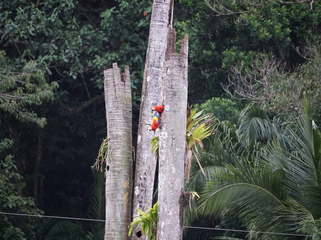 Hotel Casa Roland Golfito Resort主图