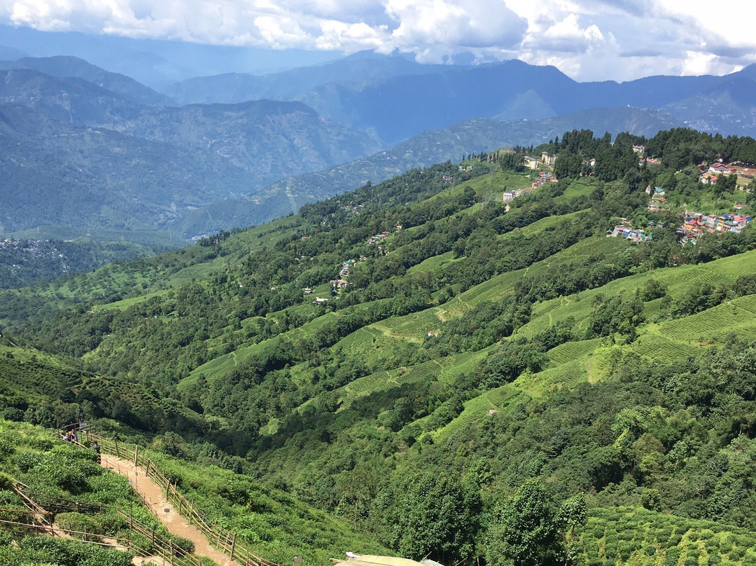 Tea Garden View-大吉岭必去景点