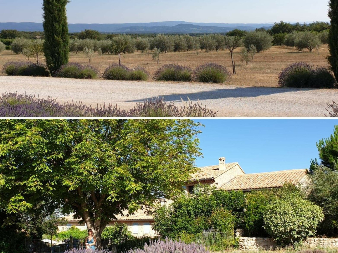 Mas des Olives主图