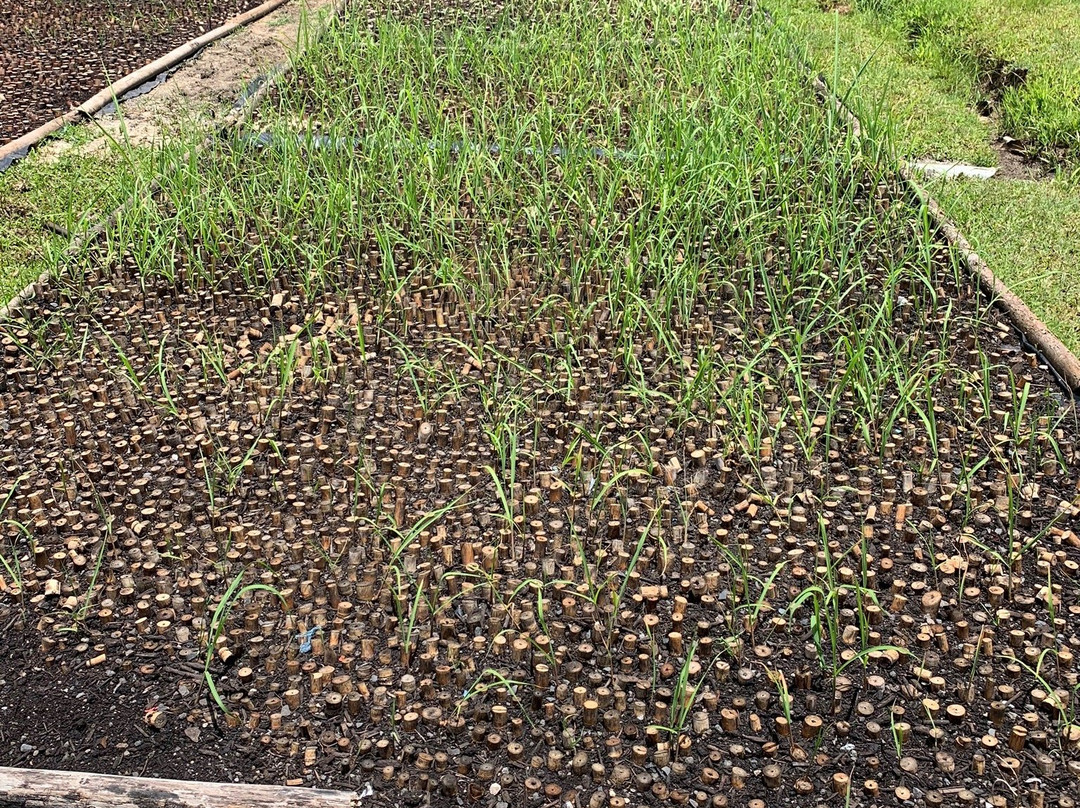 Rhumerie Mana'o-塔哈岛必去景点