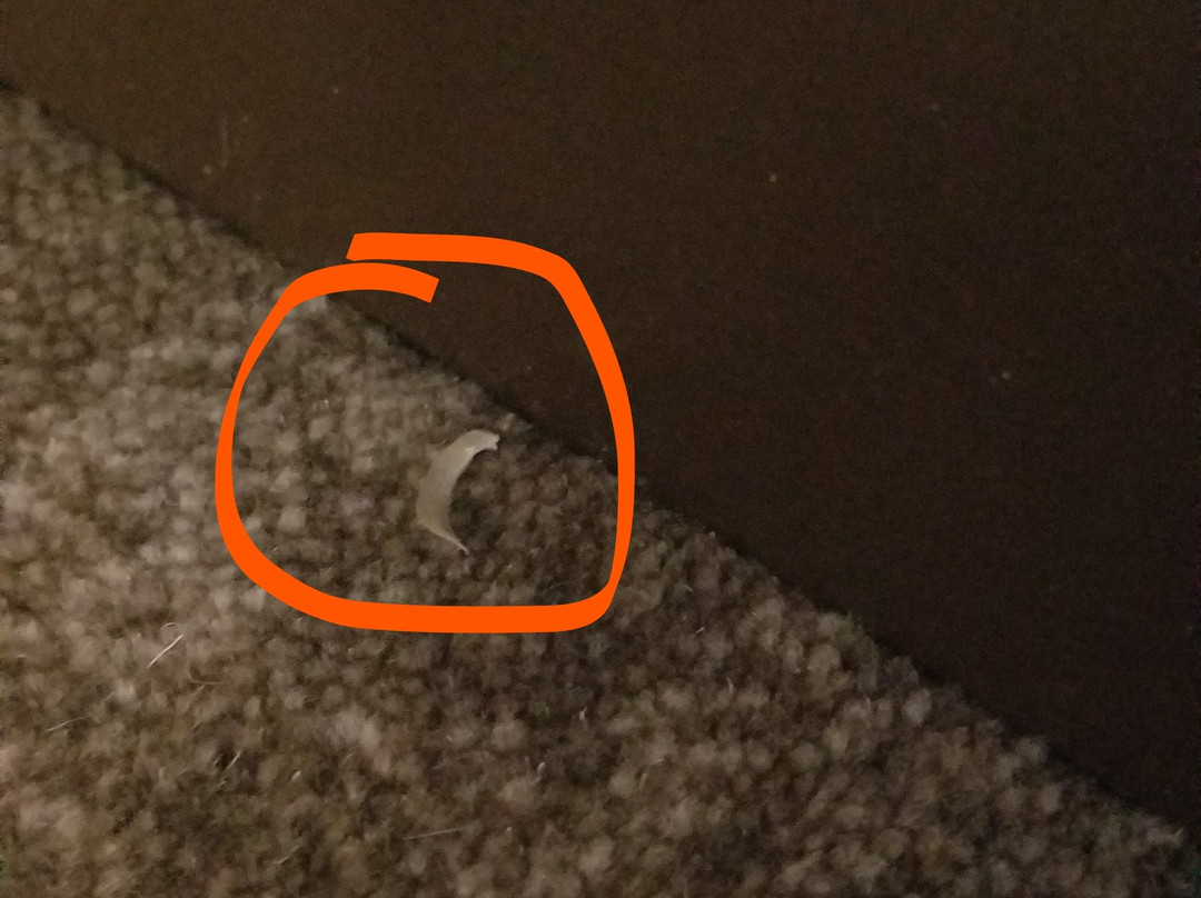 Residence Inn by Marriott Dallas Frisco主图