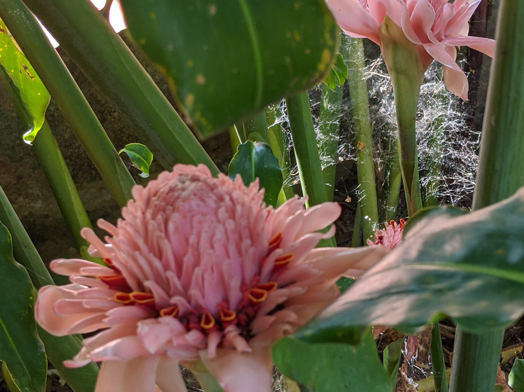 Gingerhill Nest主图