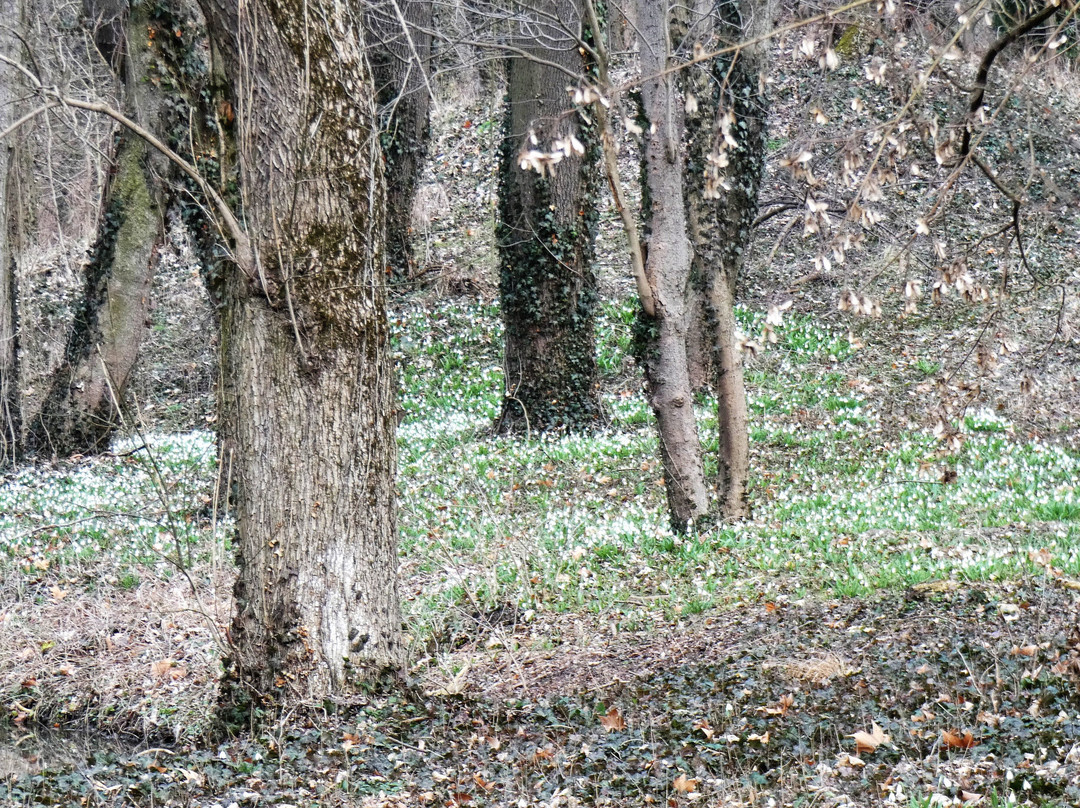 Alcsut Arboretum景点图片