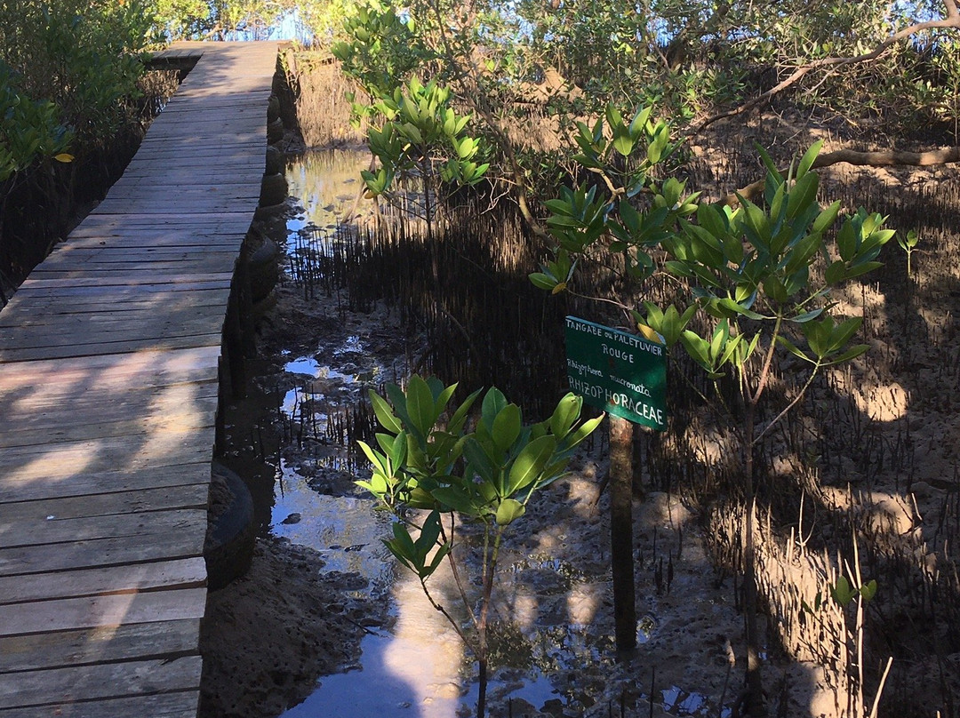 Honko Community-Based Mangrove Reserve景点图片