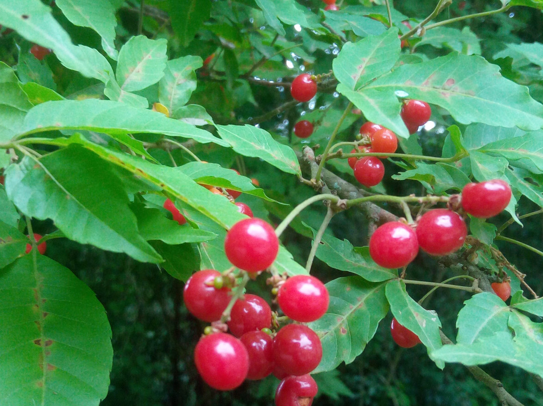 Calilegua National Park-Calilegua必去景点