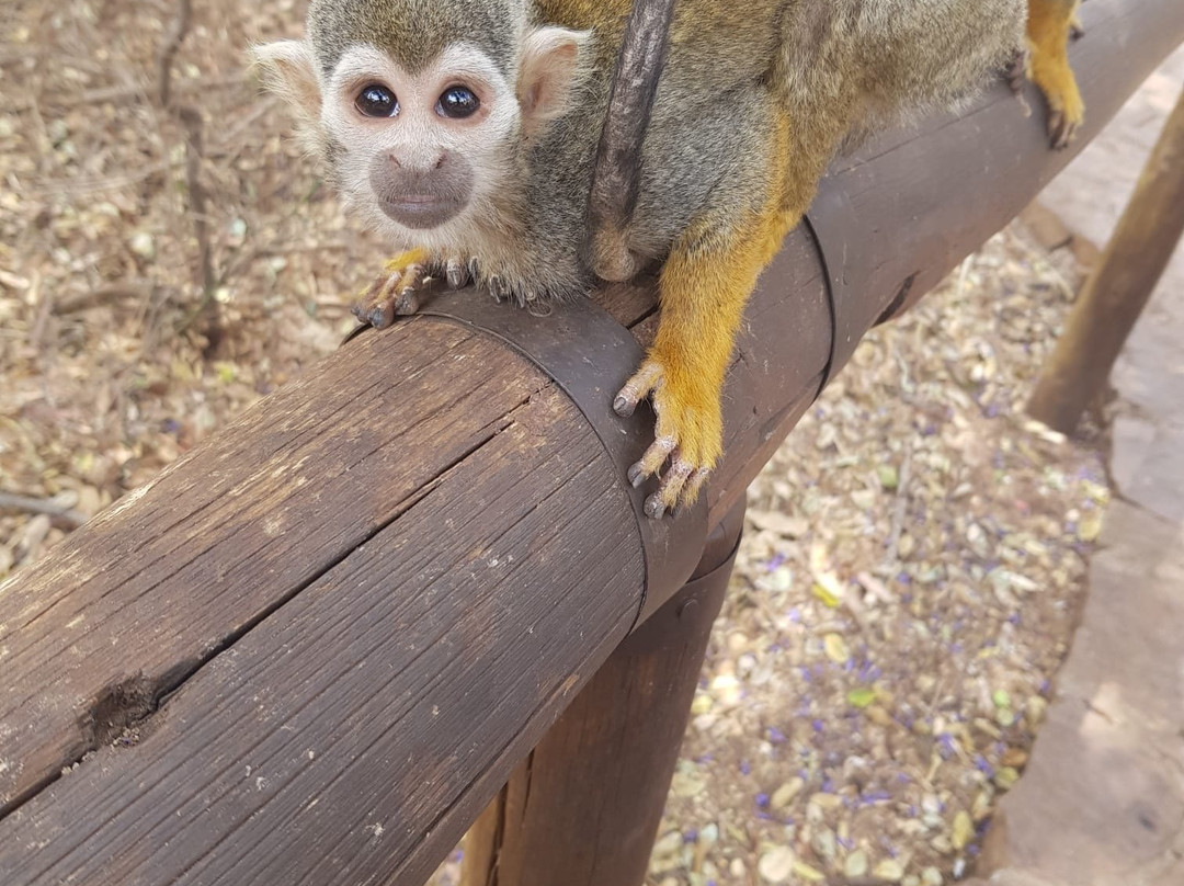 Bush Babies Monkey Sanctuary-哈特比斯普特必去景点