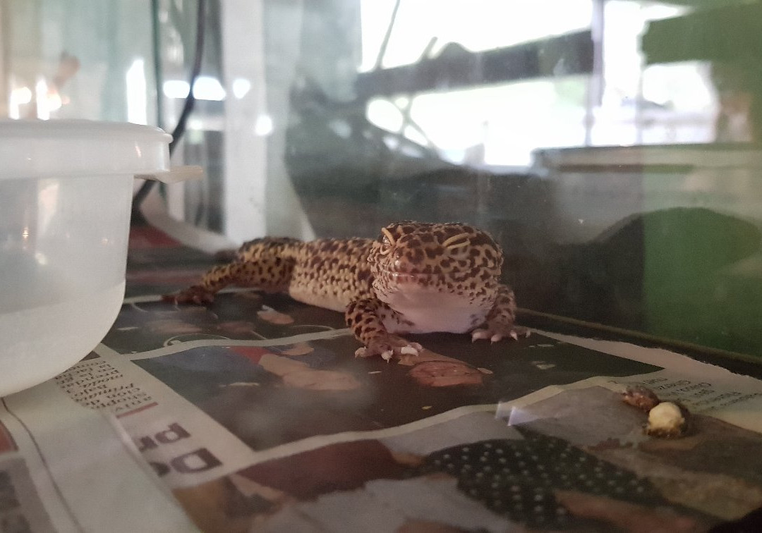 Alternatus Uruguay Criadero De Reptiles景点图片