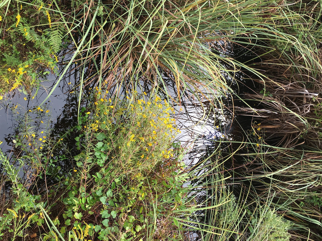 Gulf State Park-格尔夫海岸必去景点