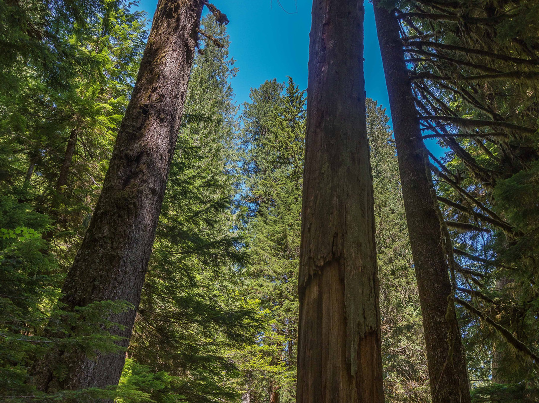 Grove of the Patriarchs景点图片