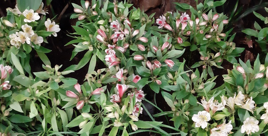 Flower Exhibition Centre-甘托克必去景点