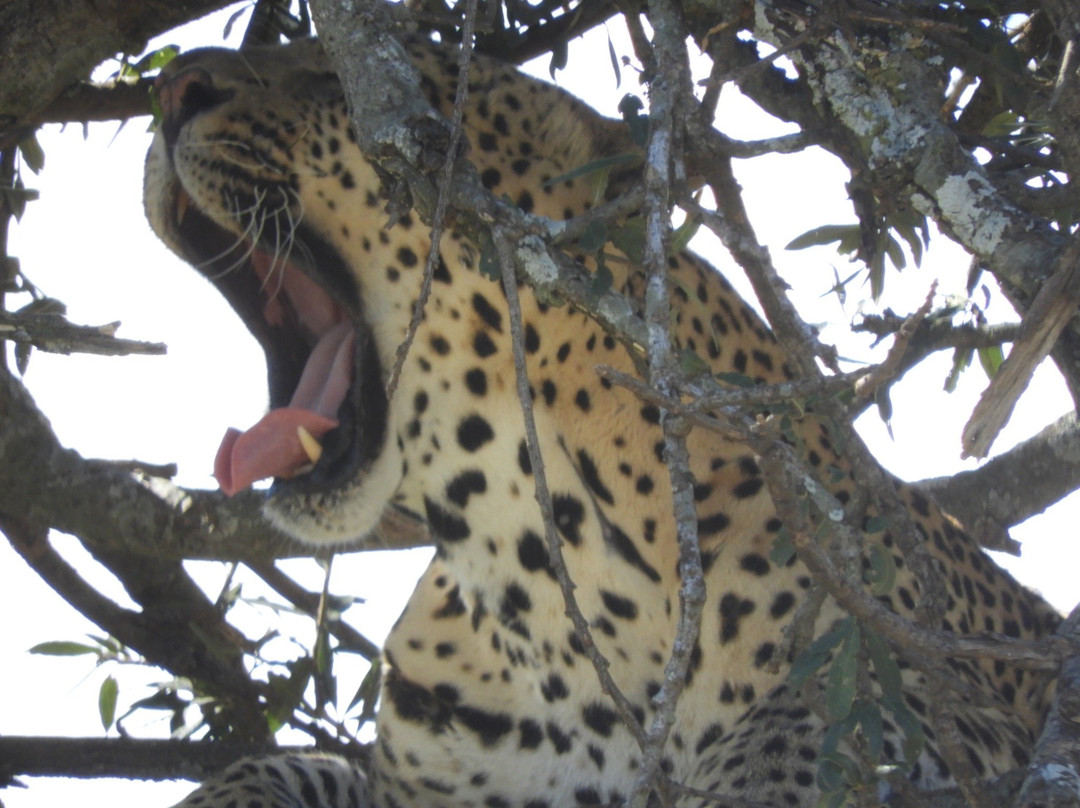 Deep Forest safari-Thika必去景点