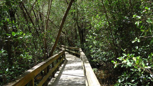 Everglades City Boardwalk-大沼泽地必去景点