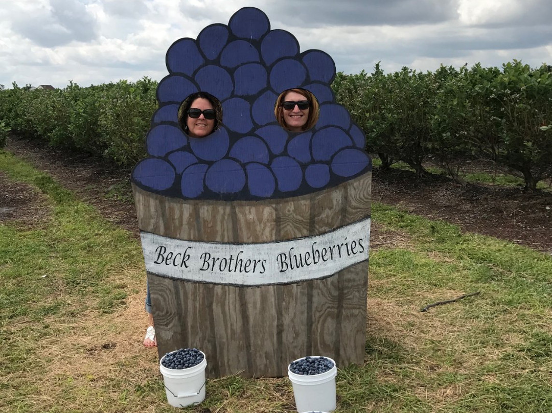 Beck Brothers blueberries U-Pick景点图片
