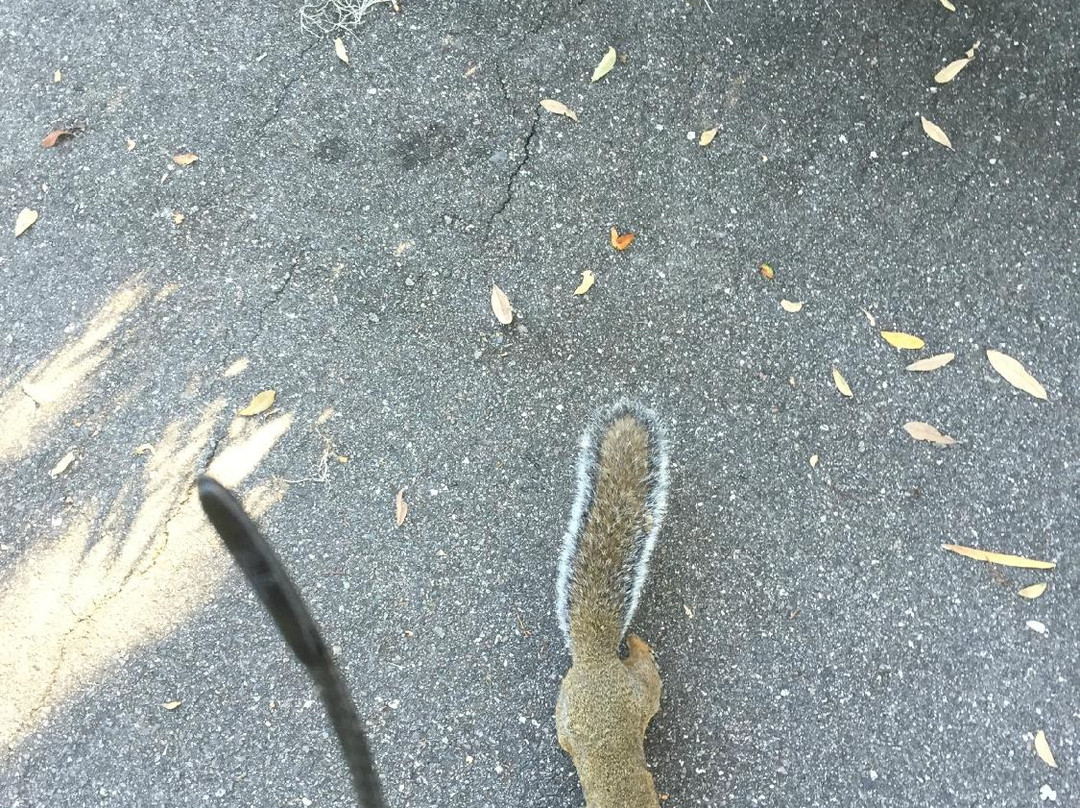 Lowry Park-坦帕必去景点