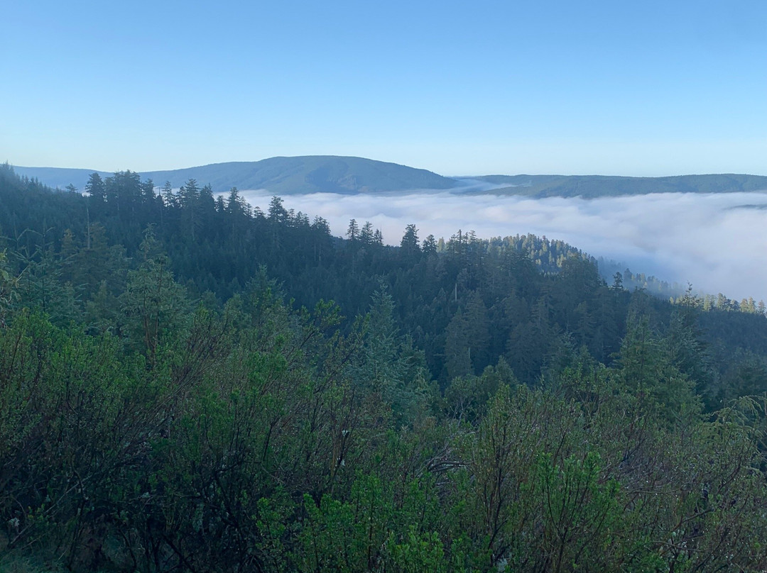 Redwood Creek Overlook景点图片