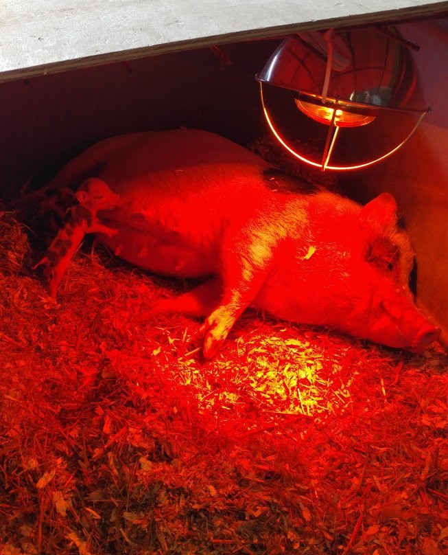 Havens Petting Farm-Blue Mounds必去景点