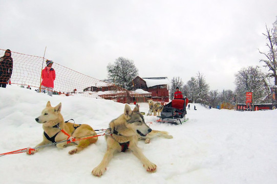 El Bosque de los Huskies