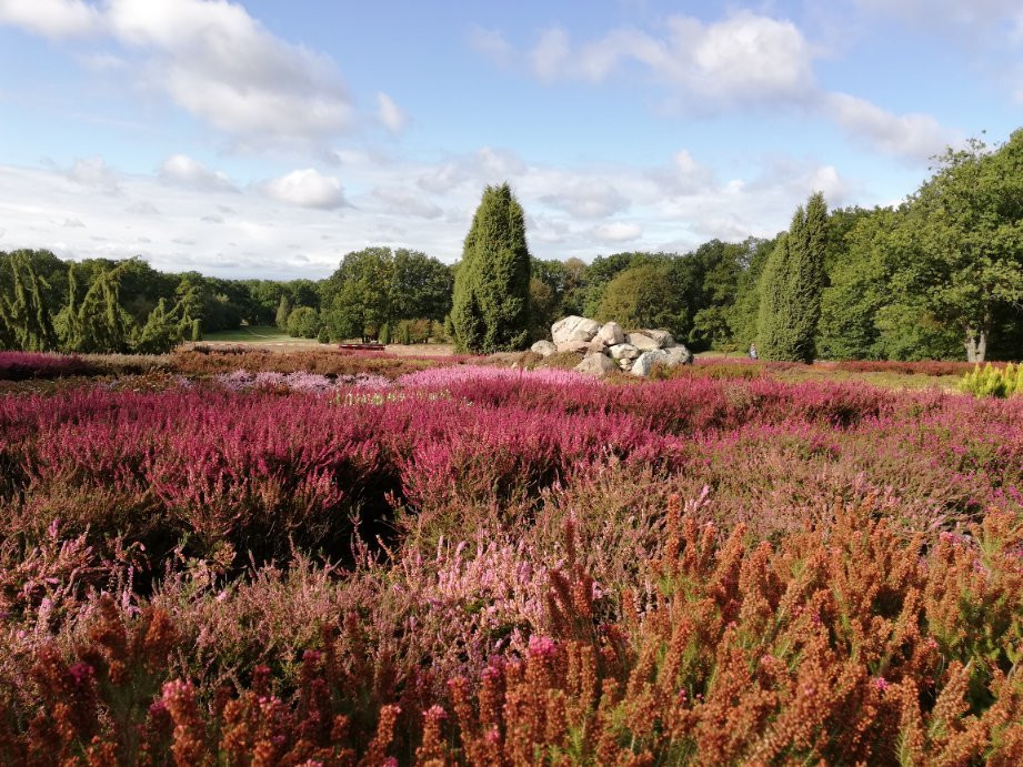 Heidegarten im Höepen-Schneverdingen必去景点