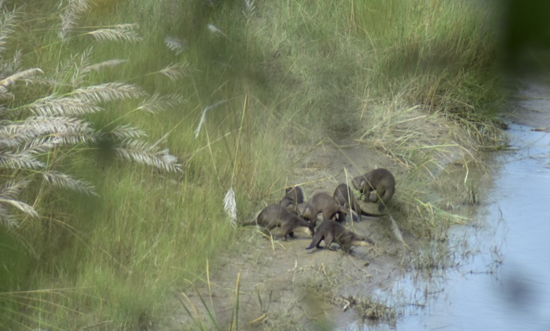 Bardia Jungle Safari-巴迪亚国家公园必去景点