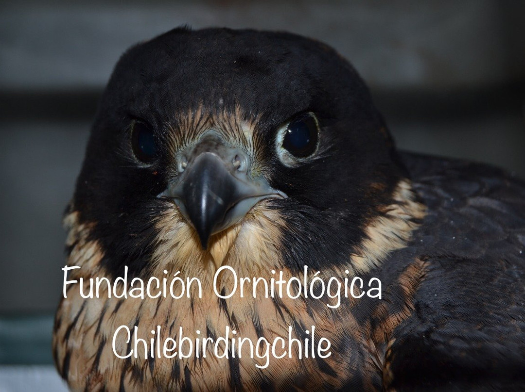 Chile Birding Chile景点图片