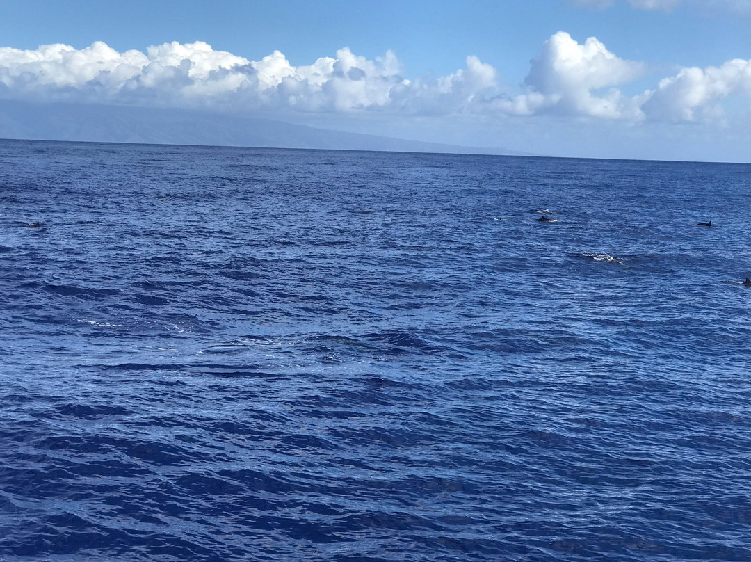 Molokini and Lanai Snorkeling Day Tour-怀露库必去景点