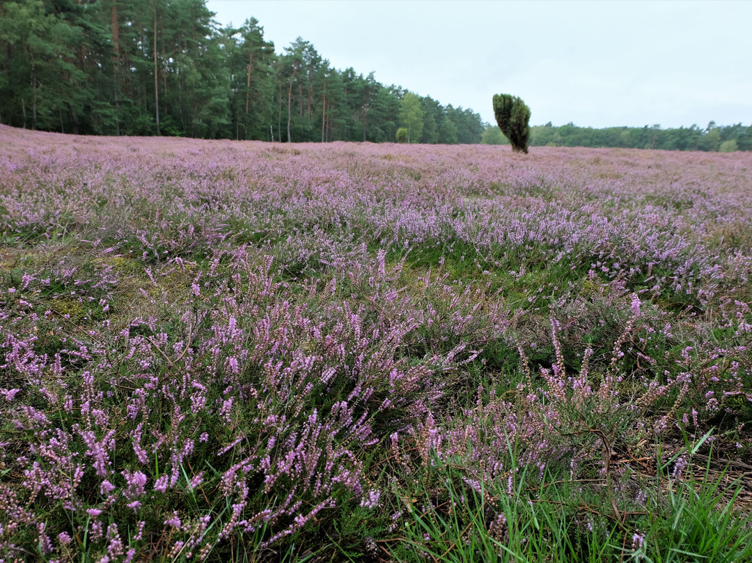 Klein Büenstorfer Heide-巴特贝文森必去景点