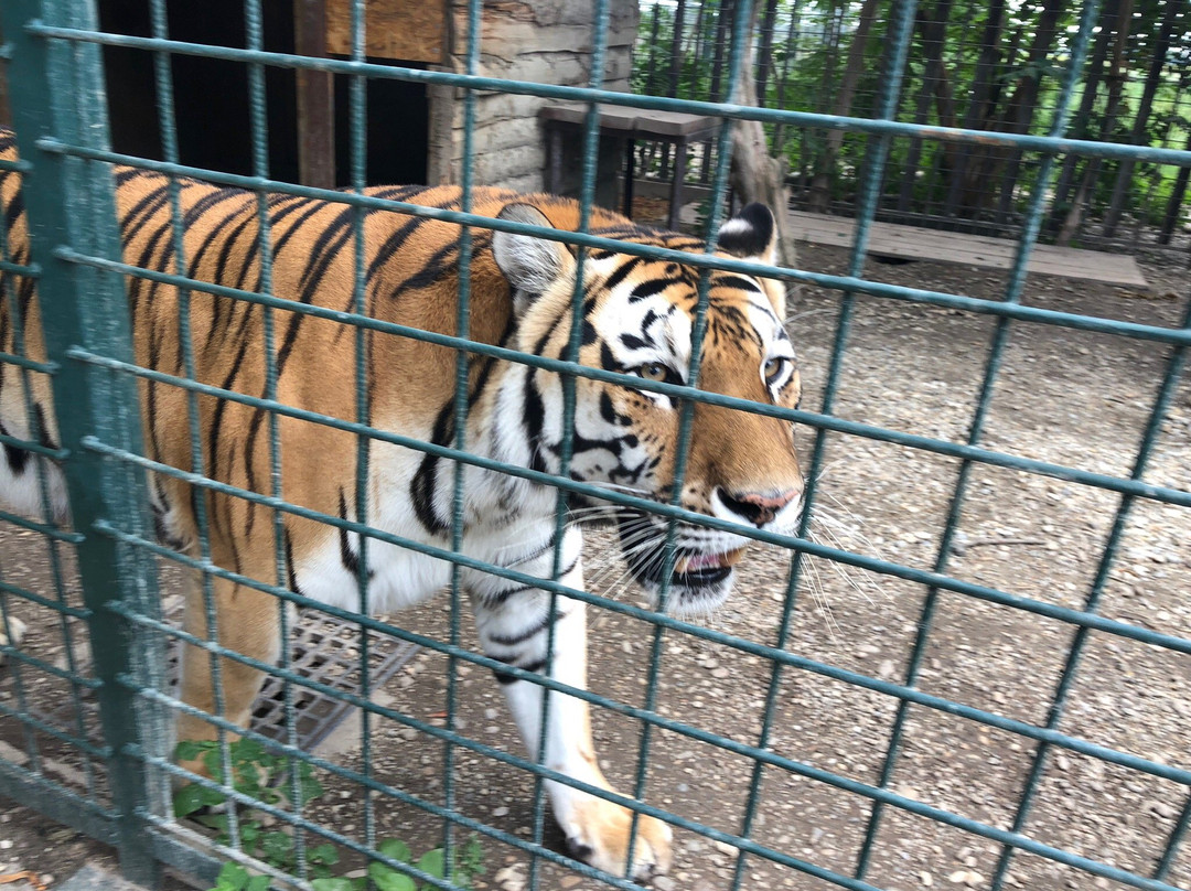 Oaza Sibirskeho Tigra (Oasis of Siberian Tigers)-Kostolna pri Dunaji必去景点