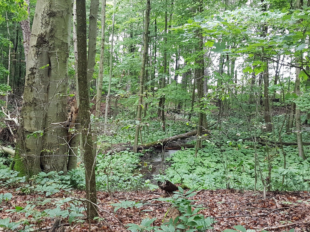 Springwater Conservation Area-Aylmer必去景点