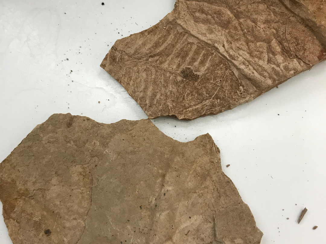 Fossils at Wheeler High School景点图片