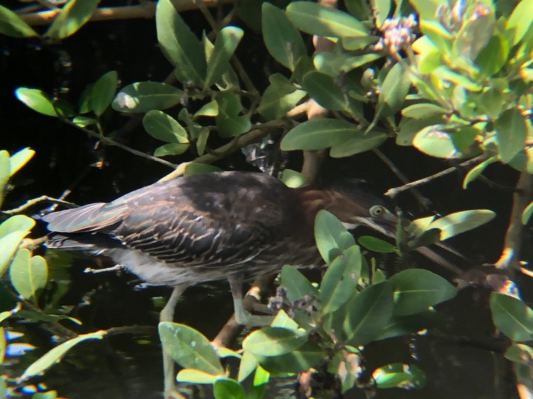 South Padre Island Birding, Nature Center & Alligator Sanctuary-南帕诸岛必去景点